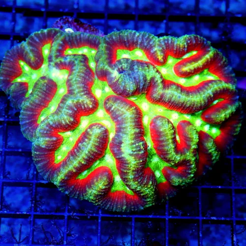 5.5X5 ULTRA LOBOPHYLLIA-THIS IS A VERY SPECIAL LOBO-TRICOLORED ULTRA INDO LOBO