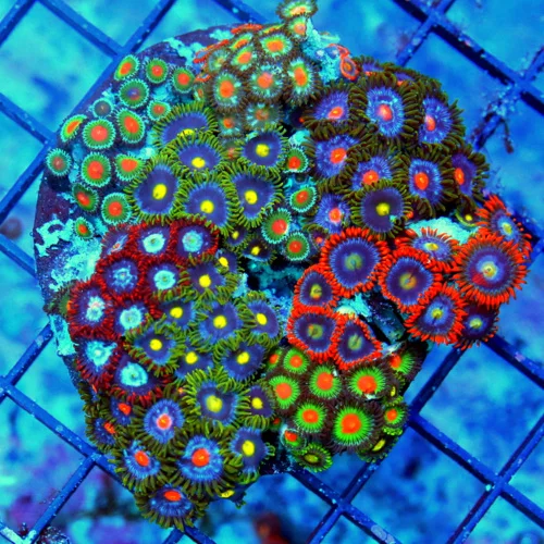 4X4 ULTRA COMBO ULTRA ZOANTHIDS-COLORS ON THE ROCK ARE INASEN-THERE ARE COLLECTOR ZOOS ON EVRY ROCK