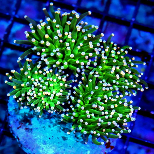 4.5X4.5 ULTRA TORCH-SCREAMING NEON GREEN PINK AND BLUE TIPPED COTTON CANDY ULTRA INDO TORCH