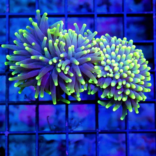 4.5" TORCH-STUNNING NEON PURPLE YELLOW TIPPED ULTRA COLORED MIDNIGHT DREAM INDO TORCH