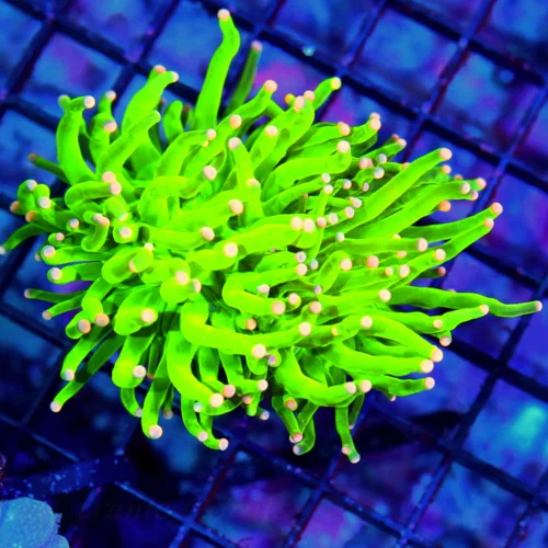 MALAYASIAN PINK TIPPED HOLY GRAIL TORCH DOUBLE HEAD-THIS ARE THE HOTTEST TORCH ON THE MARKET-SPECTAC