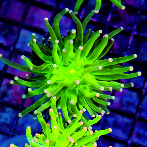 MALAYASIAN PINK TIPPED HOLY GRAIL TORCH-THIS ARE THE HOTTEST TORCH ON THE MARKET-SPECTACULAR COLOR!!