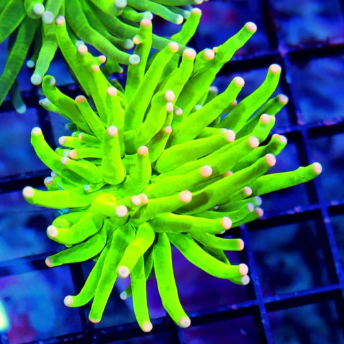 MALAYASIAN PINK TIPPED HOLY GRAIL TORCH-THIS ARE THE HOTTEST TORCH ON THE MARKET-SPECTACULAR COLOR!!