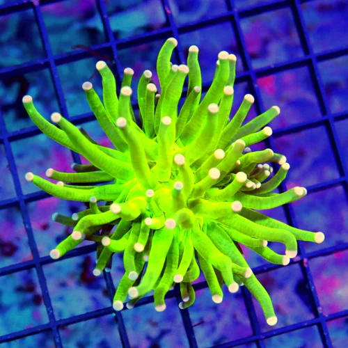 MALAYASIAN PINK TIPPED HOLY GRAIL TORCH-THIS ARE THE HOTTEST TORCH ON THE MARKET-SPECTACULAR COLOR!!