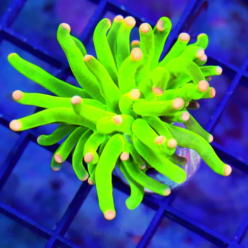 MALAYASIAN PINK TIPPED HOLY GRAIL TORCH-THIS ARE THE HOTTEST TORCH ON THE MARKET-SPECTACULAR COLOR!!