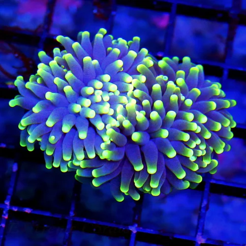 3" TORCH-STUNNING NEON PURPLE YELLOW TIPPED ULTRA COLORED MIDNIGHT DREAM INDO TORCH