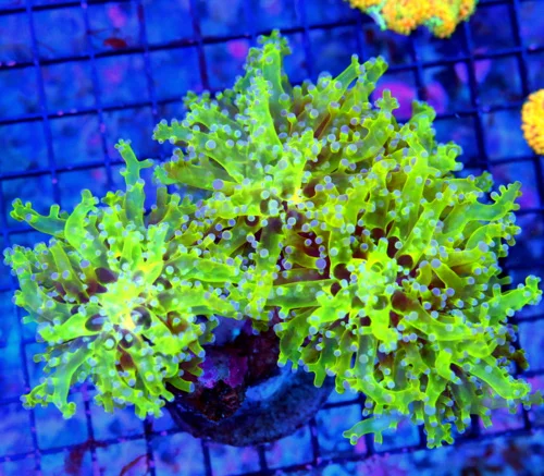 7X5 GIANT XXL FROGSPAWN-UNREAL SUPER PURPLE TIPPED GLOW IN THE DARK NEON GREEN BRANCHING FROGSPAWN
