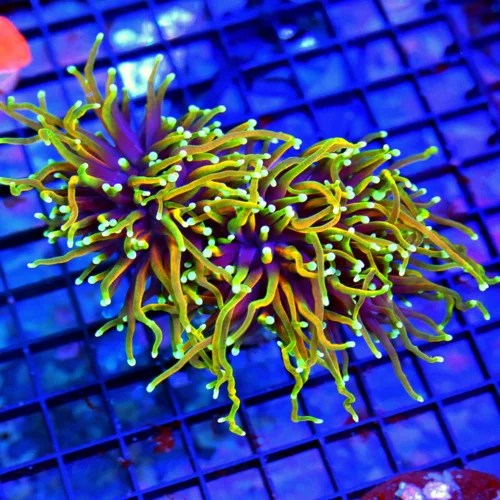 6X4 XL ULTRA TORCH-ULTIMATE ULTRA GRADE HELLFIRE MORPH COLLECTORS ITEM OUTRAGEOUS COLOR SIZE