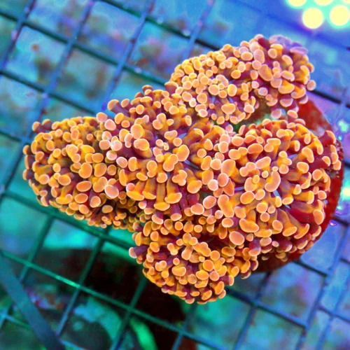 5X4 BRANCHING HAMMER-STUNNING ORANGE GOLD XL BRANCHING AUSSIE HAMMER-THIS IS INCREDIBLE!!