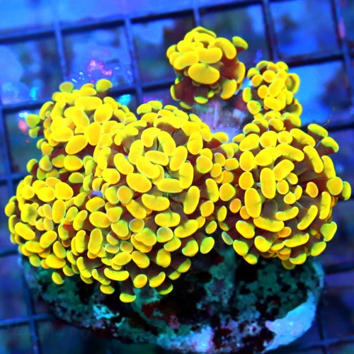 5X4 BRANCHING HAMMER-COLLECTOR ITEM COLOR-ABSOLUTELY INSANE GLOWING HOME DEPOT ORANGE HAMMER