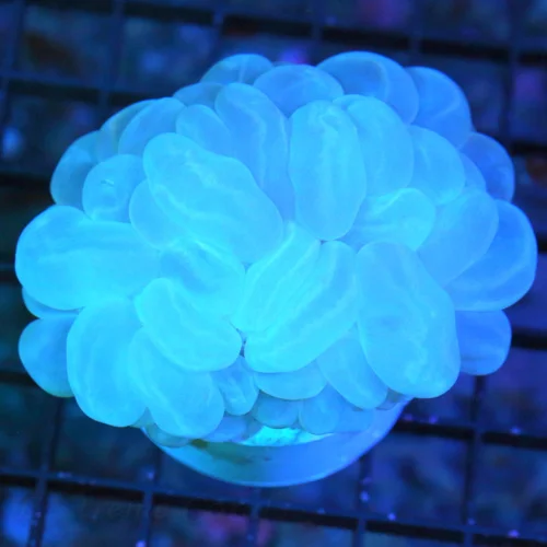 4.5X4 BUBBLE-VERY VERY HARD TO GET SOLID LIGHT BLUE BUBBLE-I LOVE THIS CORAL!!