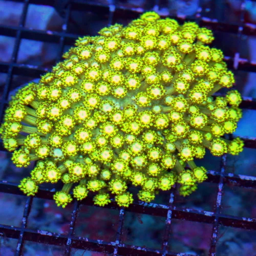 4.5X4.5 GONIOPORA-AS BRIGHT A NEON LEOMONLIME YELLOW GONIOPORA AS YOU WILL SEE!!!