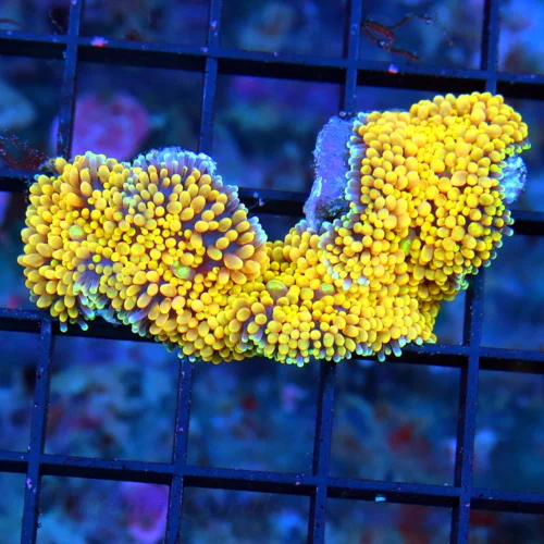 3" RICORDIA-ULTRA ULTRA MULTICOLORED ORANGE ULTRA GRADE RICORDIA