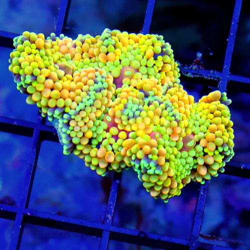 3" RICORDIA-ULTRA ULTRA MULTICOLORED ORANGE ULTRA GRADE RICORDIA