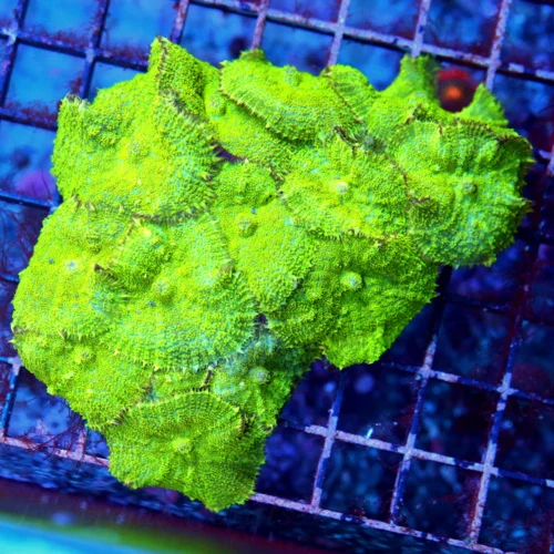 5.5X4.5 RHODACTIS MUSHROOM-BRILLIANT NEON ULTRRA GREEN FULLY COVERED RHODATIS MUSHROOM