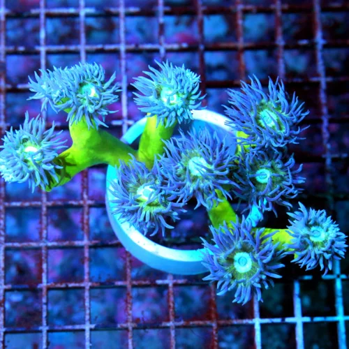 5.5X4 DUNCANSAMNIA-AWESOME SUPER GREEN STEEMED BRILLINAT BLUE-PURPLE POLYPED ULTRA COLORED DUNCAN