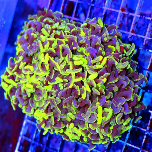 6.5X5.5 AUSSIE HAMMER-STUNNING SUPER PURPLE ULTRA ULTRA TOXIC YELLOW GREEN ULTRA COLORED XXL AUSSIE 