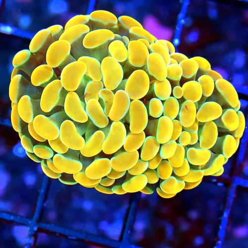 AUSTRALIAN BRANCHING HAMMER-STUNNING NEON ULTRA ORANGE GREEN BASE BRANCHING HAMMER EXCEPTIONAL COLOR