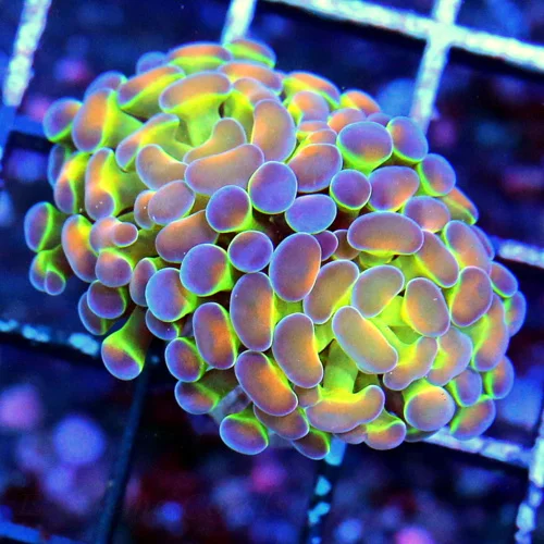 AUSTRALIAN BRANCHING HAMMER-COLLECTOR ITEM ULTRA COLORED DOUBLE HOLOGRAM COLLECTOR HAMMER