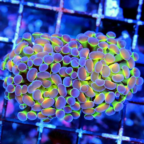 AUSTRALIAN BRANCHING HAMMER-COLLECTOR ITEM ULTRA COLORED DOUBLE HOLOGRAM COLLECTOR HAMMER