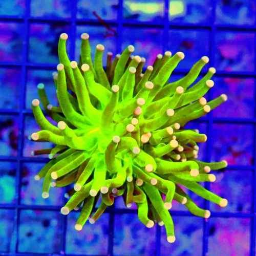 MALAYASIAN PINK TIPPED HOLY GRAIL TORCH-THIS ARE THE HOTTEST TORCH ON THE MARKET-SPECTACULAR COLOR!!