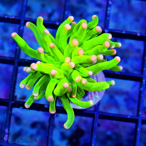 MALAYASIAN PINK TIPPED HOLY GRAIL TORCH-THIS ARE THE HOTTEST TORCH ON THE MARKET-SPECTACULAR COLOR!!