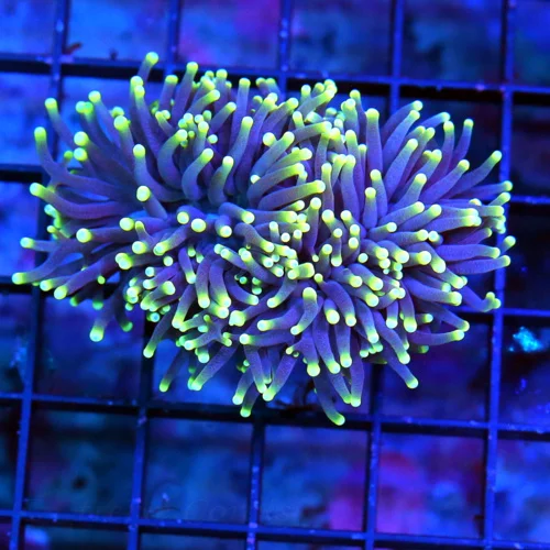 3.5' TORCH-STUNNING NEON PURPLE YELLOW TIPPED ULTRA COLORED MIDNIGHT DREAM INDO TORCH