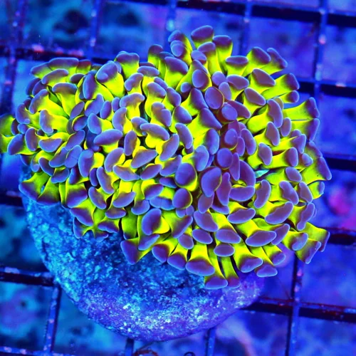 3" BRANCHING HAMMER-ULTRA COLORED NEON YELLOW LIME TENTACLED SUPER GLOWING PURPLE TIPPED HAMMER