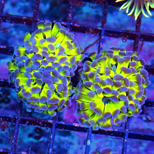 3" BRANCHING HAMMER-ULTRA COLORED NEON YELLOW LIME TENTACLED SUPER GLOWING PURPLE TIPPED HAMMER