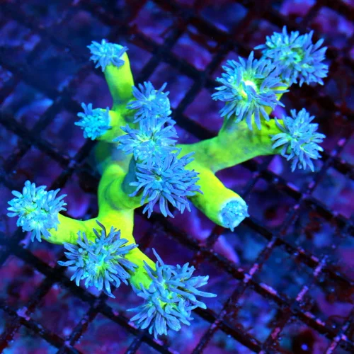 4.5X4 DUNCANSAMNIA-SUPER BLUE TENTACLED NEONGREEN STEMMED ULTRA COLORED DUNCANSAMNIA