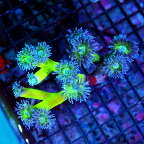 4.5X4 DUNCANSAMNIA-SUPER BLUE TENTACLED NEONGREEN STEMMED ULTRA COLORED DUNCANSAMNIA