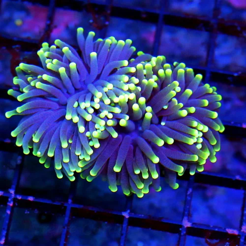 3.5' TORCH-STUNNING NEON PURPLE YELLOW TIPPED ULTRA COLORED MIDNIGHT DREAM INDO TORCH