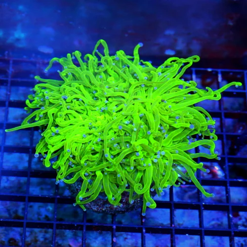 6X6 ULTRA TORCH-SCREAMING NEON GREEN BLUE TIPPED COTTON CANDY ULTRA INDO TORCH