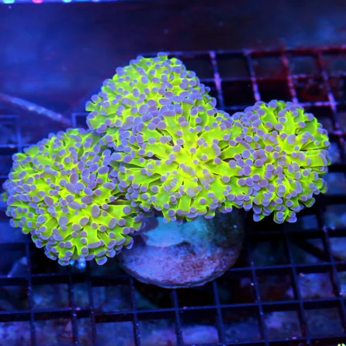 6.5X5 XXL 3" BRANCHING HAMMER-ULTRA COLORED NEON YELLOW LIME TENTACLED SUPER GLOWING PURPLE TIPPED H