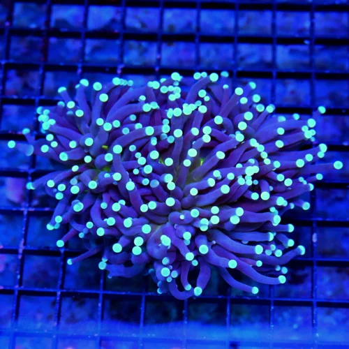 4X3 COLLECTOR ITEM TORCH-VERY RARE "SOLOMON ISLAND BLUEBERRY TORCH" HAS NEON GREEN CENTER THAT YOU W