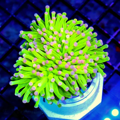 3.5" COLLCTOR ITEM TORCH FAT HEAD PINK TIP ULTRA HOLY GRAIL PINK TIP TORCH