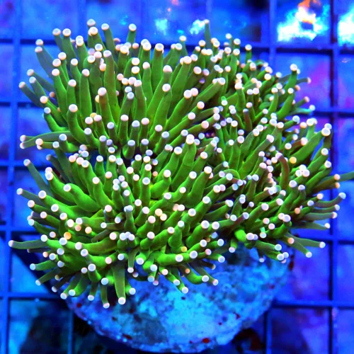 4.5X4.5 ULTRA TORCH-SCREAMING NEON GREEN PINK AND BLUE TIPPED COTTON CANDY ULTRA INDO TORCH