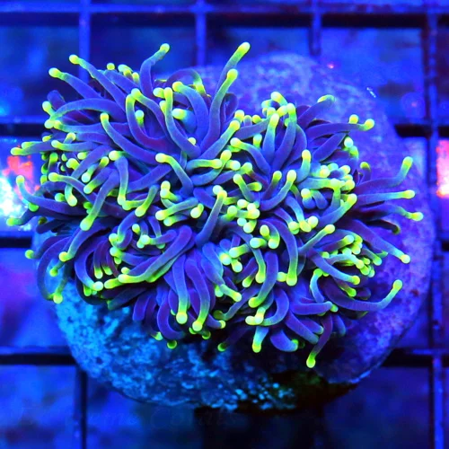 4.5X4 TORCH-STUNNING NEON PURPLE YELLOW TIPPED ULTRA COLORED MIDNIGHT DREAM INDO TORCH