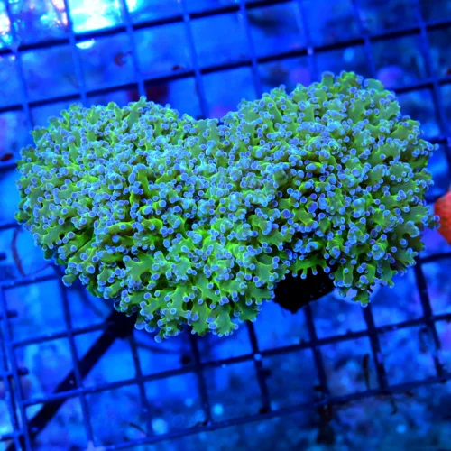 5.5X4 ULTRA OCTOPSPAWN-VERY BEAUTIFUL NEON GREEN ULTRA BLUE TIPPED ULTRA COLORED AUSSIE OCTOSPAWN