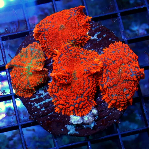 4X4 ULTRA RHODATIS-SUPER SUPER ORANGE RED SHOWPIECE RHODACTIS MUSHROOM COLONY