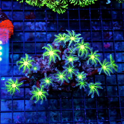 5X4.5 CLOVE POLYPS-VERY VERY NICE NEON GREEN CENTERED ULTRA PURPLE POLYPED CLOVE POLYPS