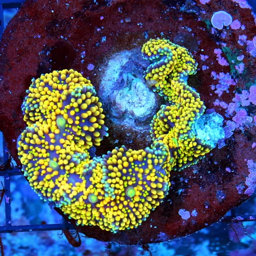 4X4 RICORDIA-ULTRA ULTRA MULTICOLORED ORANGE ULTRA GRADE RICORDIA