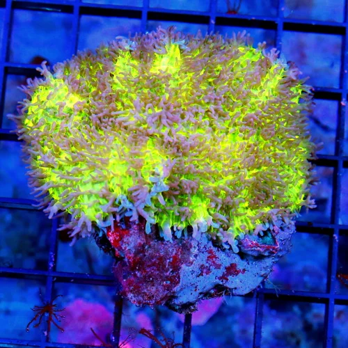 4X3 RHODACTIS HAIRY MUSHROOM-NEON LEMONLIME YELLOW PURPLE TIPPED HAIRY RHODACTIS MUSHROOM ROCK