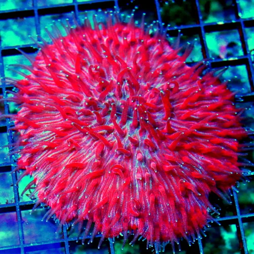 4.5" ULTIMATE COLLECTOR ITEM-SCOTT'S HANPICKED ULTRA RARE ULTRA FIR RED FINGIA PLATE CORAL