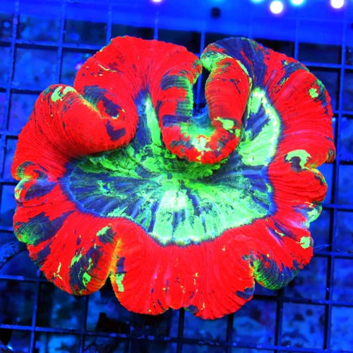 5.5X5  XXL RAINBOW WELLSOPHYLLIA-SOME OF THE BEST RAINBOW WELLSOS I HAVE SEEN IN YEARS-EPIC COLORS!