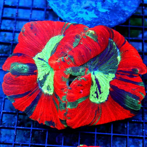 5.5X5  XXL RAINBOW WELLSOPHYLLIA-SOME OF THE BEST RAINBOW WELLSOS I HAVE SEEN IN YEARS-EPIC COLORS!