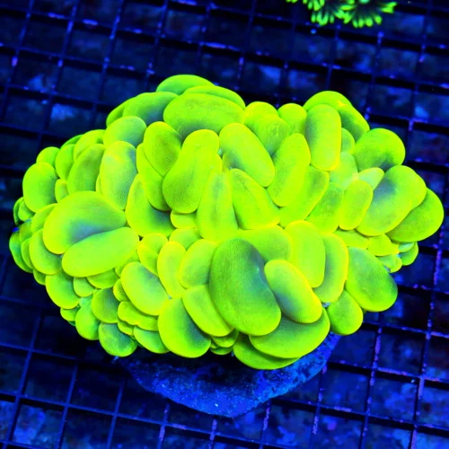 6X5 XXL GIANT CENTERPIECE-THE TWO VERY BEST LARGEST ULTRA COLORED BUBBLE I HAVE SEEN IN 4-5 YEARS CO