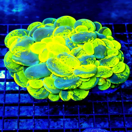 6X5 XXL GIANT CENTERPIECE-THE TWO VERY BEST LARGEST ULTRA COLORED BUBBLE I HAVE SEEN IN 4-5 YEARS CO