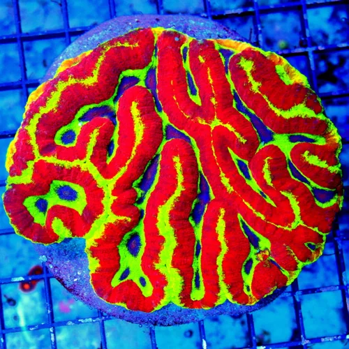 5.5X5 ONE IN A THOUSAND ULTRA BRIGHT COLORED LOBOPHYLIA-THIS IS EPIC HOLY GRAIL COLOR