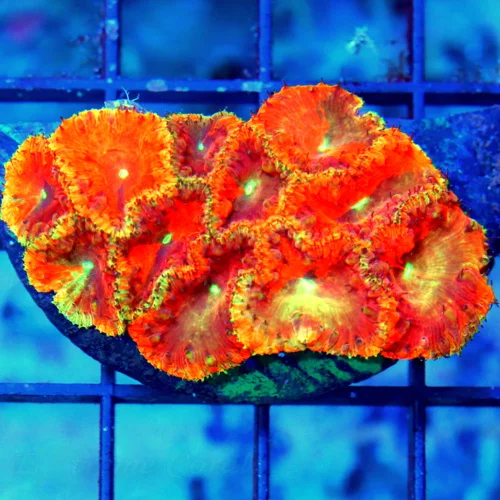 EPIC BOOK QUALITY BLASTOMUSSA-IN THE 25 YEARS I HAVE BEEN SELLING CORALS ON EC I HAVE NEVER SEEN THI